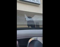 Crow on sunroof 
