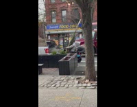 Biker drives with skinny tree 