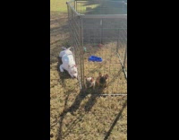 Dog lays on grass next to puppies