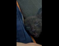 Kitten asleep wakes up and sleeps again
