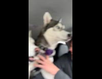 Huskies screaming to song playing in car