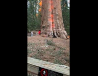 Girl red picture large tree