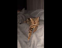 Cat flicks paw after hooman touched it