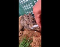 Man nursing injured rabbit back to health