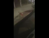 Guy in car sees grey white chicken 