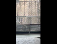 Submitter shows hawk chilling on fire escape