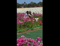 Two women fisherman hat flower fields pictorial