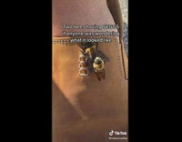 Small bee humping a larger bee on guys shoe