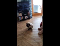 Pug sit scratch butt on floor spin around