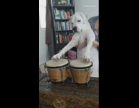 White dog plays conga bongo drums 