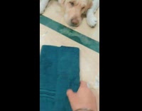 Dog unravels towel and eats treat