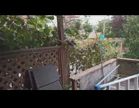 Wild Raccoon on the backyard eats ripe grapes Part 2