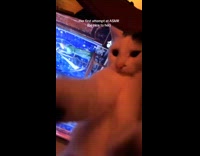 Cat tapping the camera