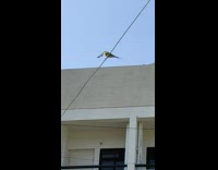 Bird eats a bug on the electric wire