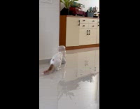 Cat jumps over water slides on floor