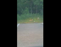 Skunk eats a rabbit while another rabbit runs back and forth