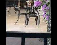 Squirrel steals napkins out of restaurant dispenser 
