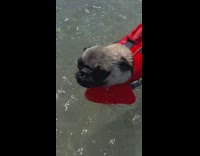 Small white pug puppy wearing red life vest swimming in shallow water