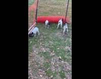 Puppy bark and fight other puppy backyard