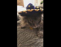 Grey cat wears blue sombrero hat 