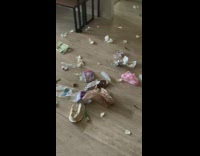 Trash on floor three dogs bed girl