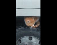 Cat sits on top of truck tire