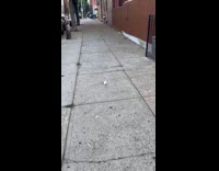 Sparrows avoid white parakeet walk on street
