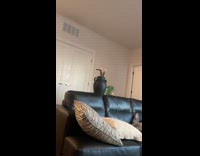 Collab AnimalIG - Cat enters black vase makes filmer laugh