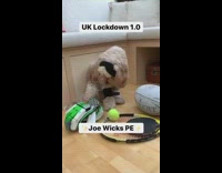 First UK lockdown vs third brown dog