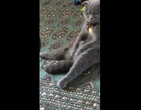 BitchMP - grey cat sits on butt like human thinking