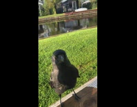 Crow bird climb on guy arm pond
