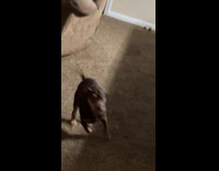 Dog points at door wants to go outside 