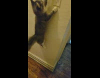 Cat jump wall to catch toy slow motion