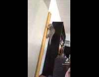 Collab BitchMP - Cat climbing yellow scratch post bobbing head 