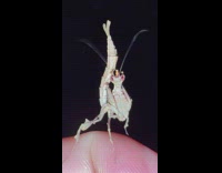 Man holds and records a Peruvian Dragon Mantis
