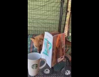 bored in the house group of animals