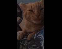 Nose of cat rubbed by the filmer