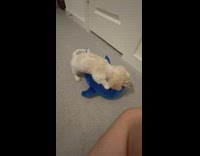 Puppy plays with toy dolphins 