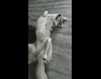Gray husky lays on its back with mouth open