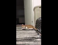 Orange cat around house 