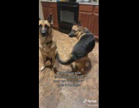 German shepherd dog turn around song lyrics