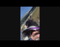 Black cat violet collar tongue out car