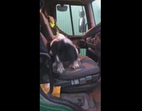 Guy green truck two puppy dogs inside