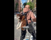 Man carries dog in carrier rides bike