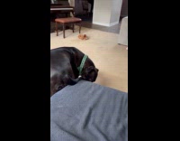 Dog lays on couch licks his paws