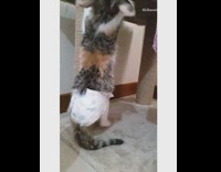 Cat tries to climb tower white diaper 