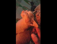 Kitten enjoy back rub orange light hand