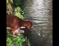 brown hound dog drinks water from river