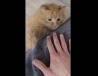 Pet Ginger Cat wait and catches hand of filmer