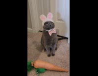 Cat wearing bunny ears and bowtie staring at owner